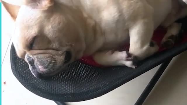 This French Bulldog Loves Snoozing On The Baby Bouncer