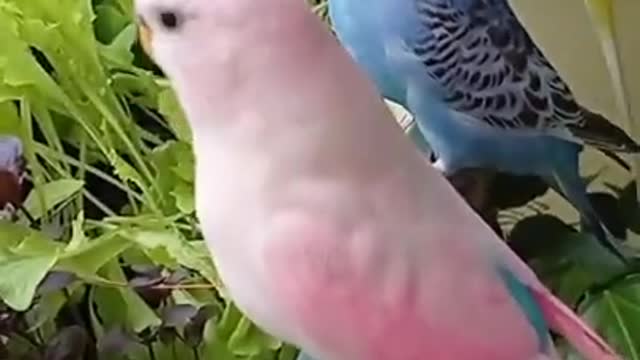 Love bird small cute and beautiful color