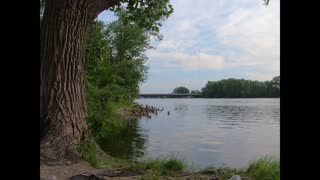Ducks by the River