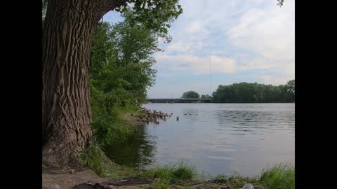 Ducks by the River