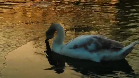 Duck's most beautiful moments with crying rock