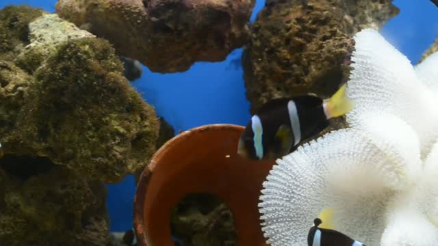 Deep ocean beautiful fish
