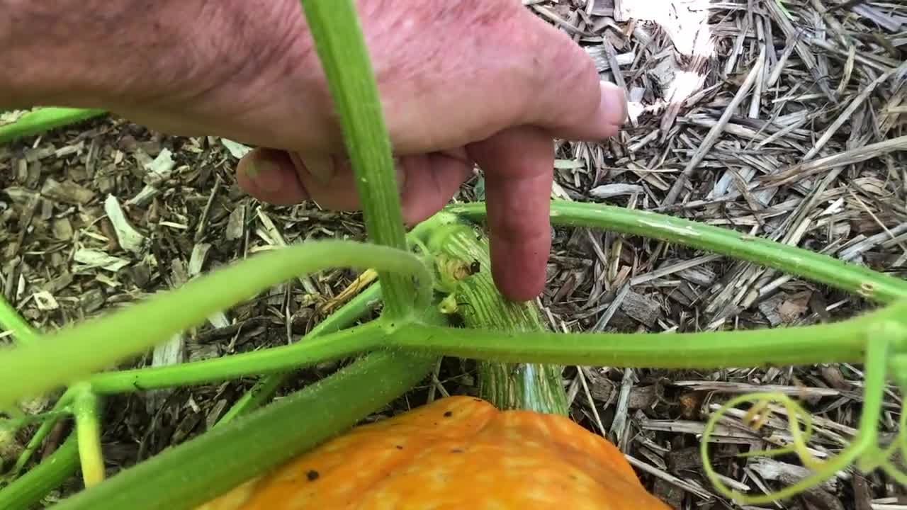 How & When To Harvest Pumpkins for best flavour | How to Store Pumpkin