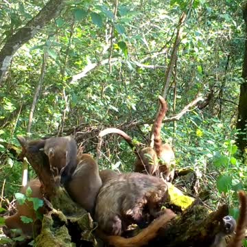 Ultimate Wild Animals Collection in 8K ULTRA HD / 8K TV