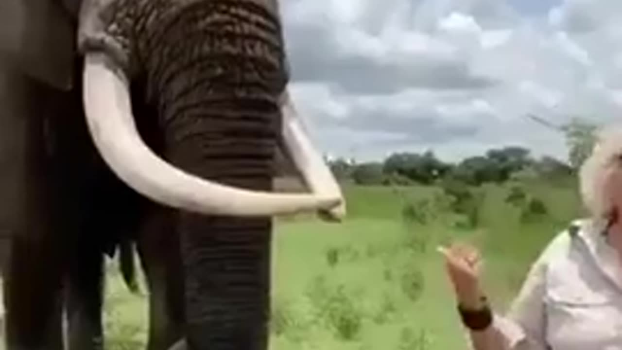 Funny Elephant