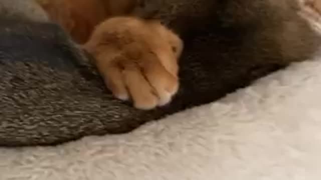 cats in love