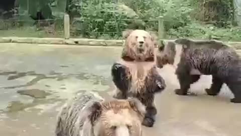 Bear Funny video