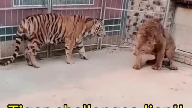 Tiger vs lion short fight