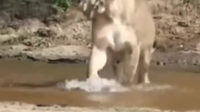 lioness