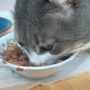My cat eats 5