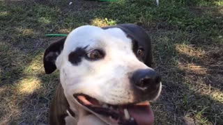 Dog wants to ride backyard tire swing