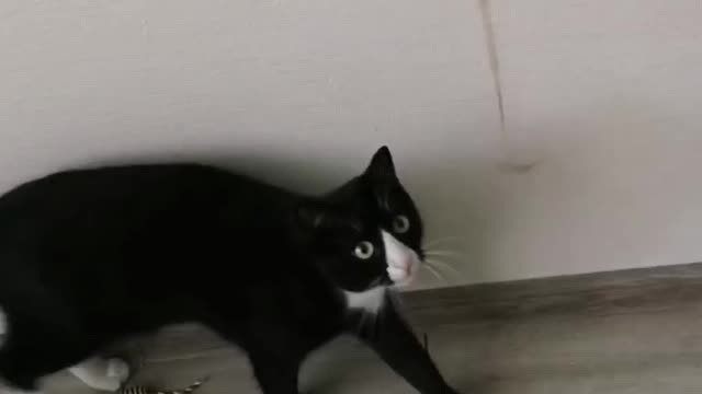 funny cats