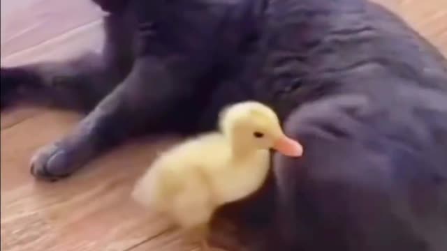 Animal funny video collection PAT3