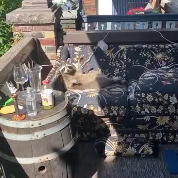 Raccoon Spotted Chilling On Toronto Resident's Porch