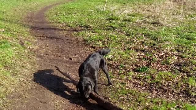 My dog's morning rosmot with a tree.