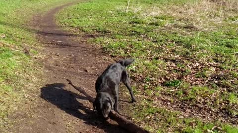 My dog's morning rosmot with a tree.