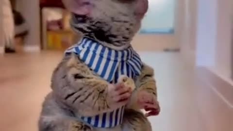 "Hilarious Animal Antics: Funny Moments Caught on Camera!"