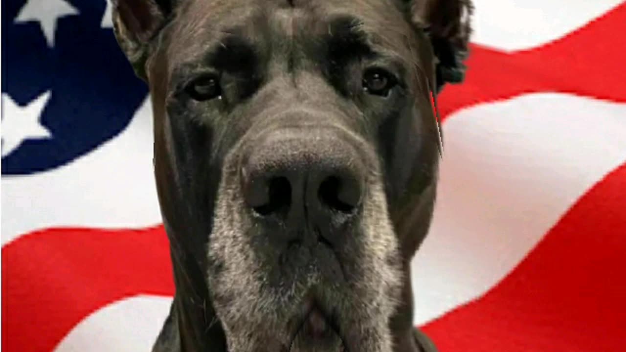 TheMastidane on the US stopping foreign aid to terrorists