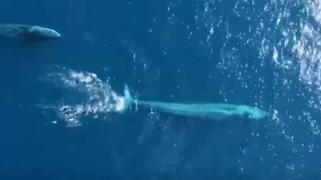 The figure of the vigorous shark in the water