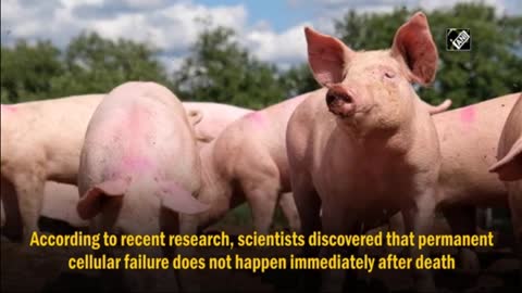 Technology restores cell, organ function in pigs an hour after death