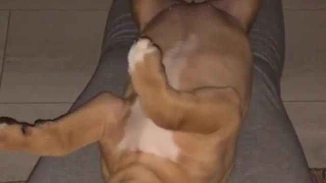 Funny animal 🤣 Funny dog Viral animal video