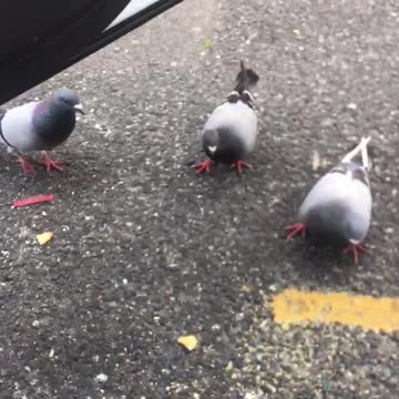 Feeding the pigeon