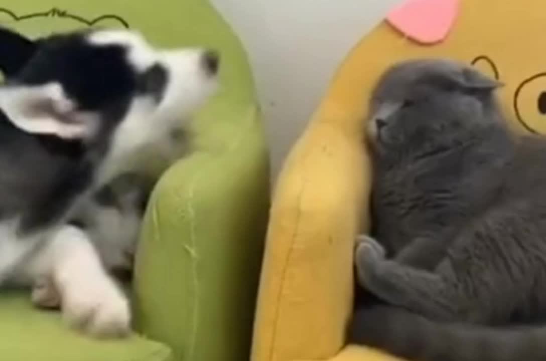 The cat quarreled with the dog.#pet #funnycat #funnydog