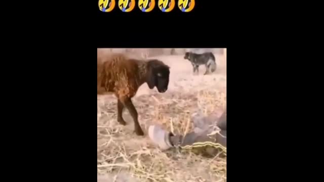 funny angry goat