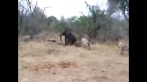 hyenas attacking a baby elephant