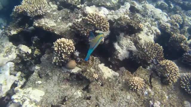 Underwater world of the Red Sea