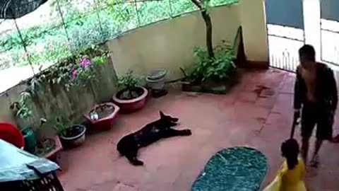 The moment CCTV recorded the man trying to kidnap the girl but was forced to escape by the dog
