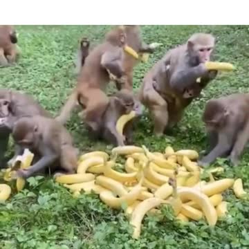 Feeding monkey with banana