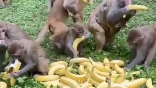 Feeding monkey with banana