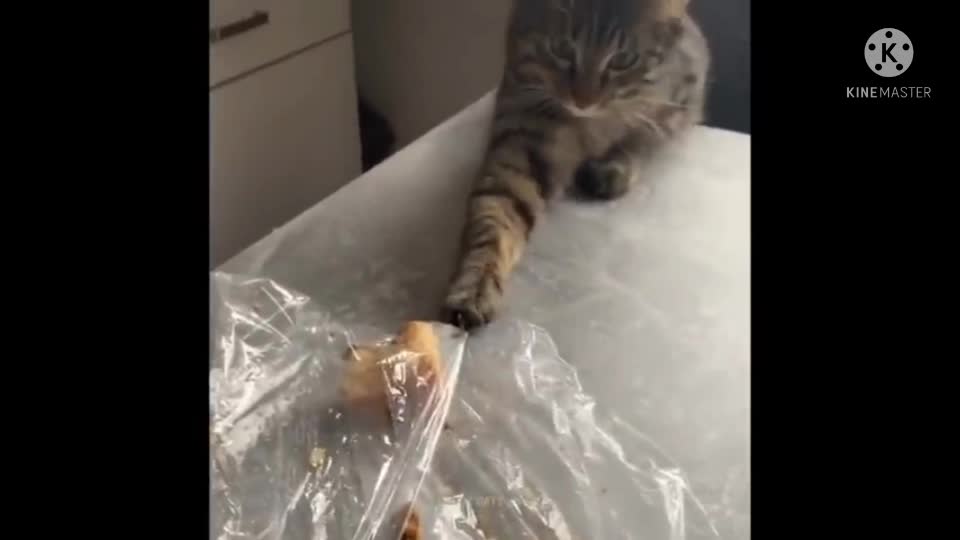 cat training