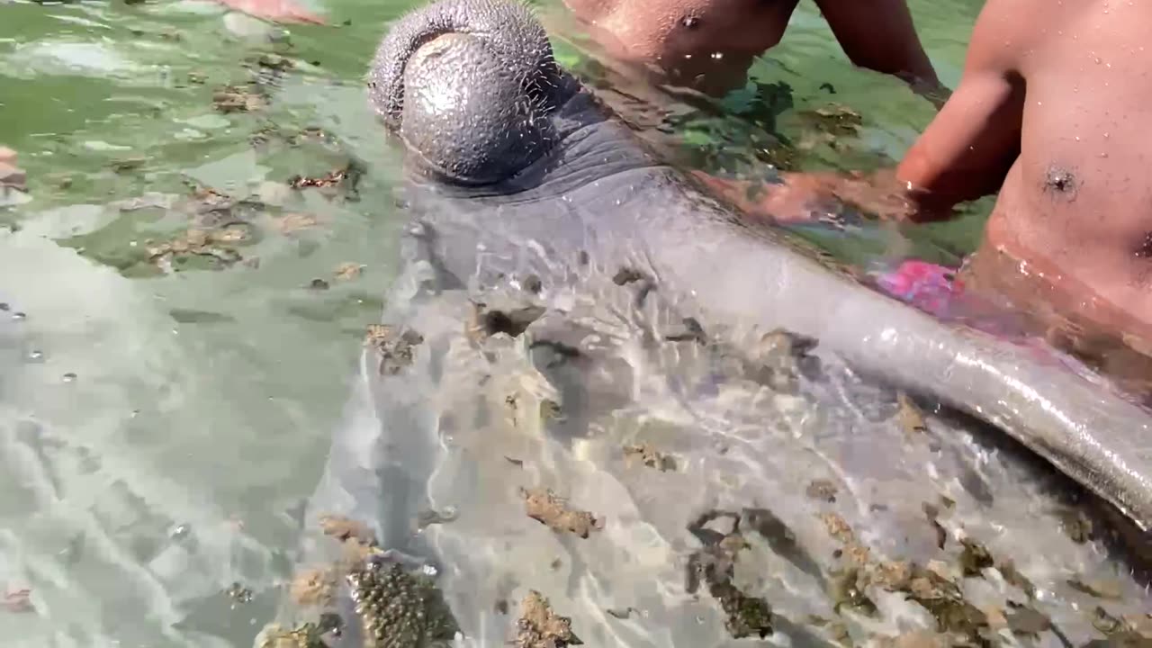 Men Swim With Manatee