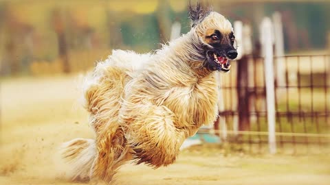 These Dogs Can Run Faster Than Usain Bolt