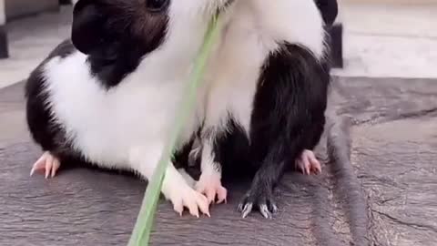 Two Rabbit Are cute best friends forever