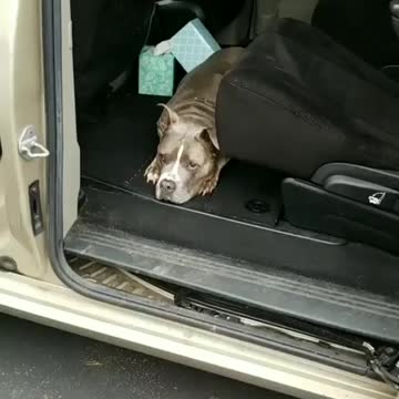 Lazy Pitbull Loves Lounging In The Car