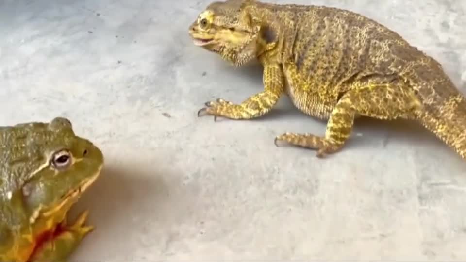 Frog 🐸 Vs Lizard 🦎 Emotional mode. (Would you cheer for the worm 🐛🐛 to run for it's dear life?)