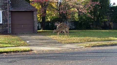 Let's Get it On! Funny Deer Lovers