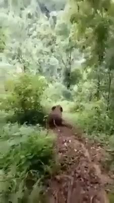 Elephants knows how to have fun