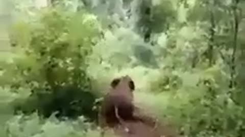 Elephants knows how to have fun