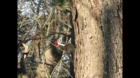 Pileated Woodpecker