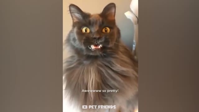 Funny animals 😂🐱