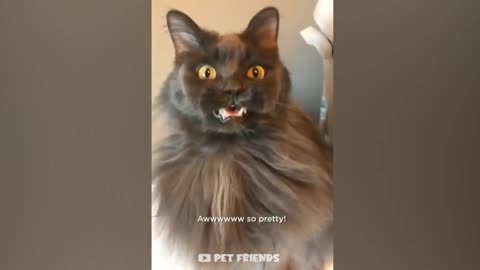 Funny animals 😂🐱