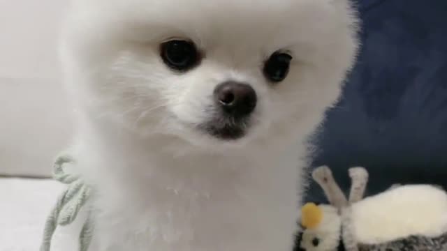 A wobbly puppy
