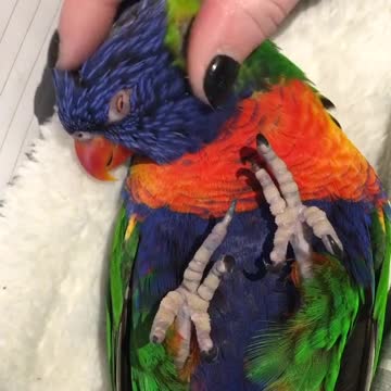 Loro realmente disfruta una rascada de cabeza