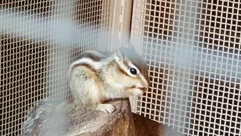 Hwadam Forest Squirrel