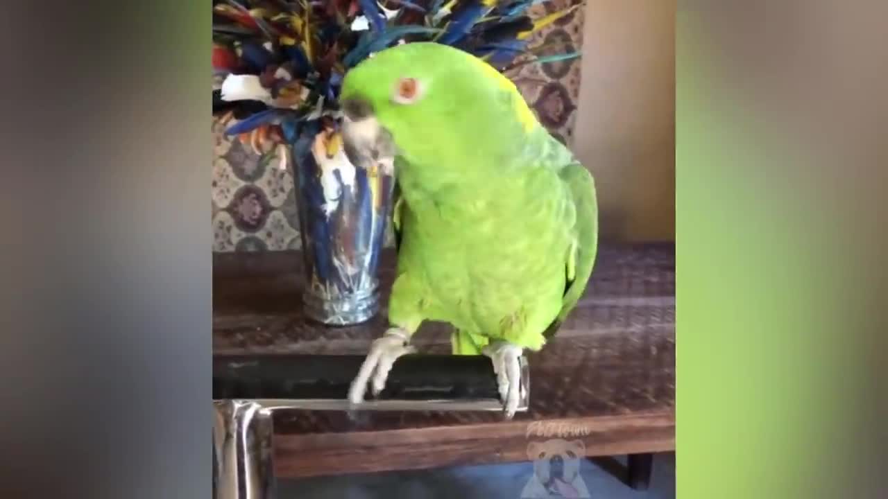 Parrot Talking - Smart And Funny Parrots Video | Pets Town