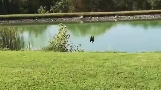 Dog that pops for a swim